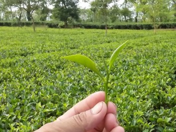 Premium tea and spices by Nodes N Buds